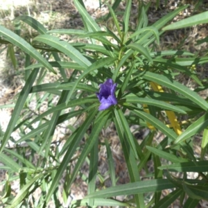 Solanum linearifolium at Ainslie, ACT - 11 Apr 2015