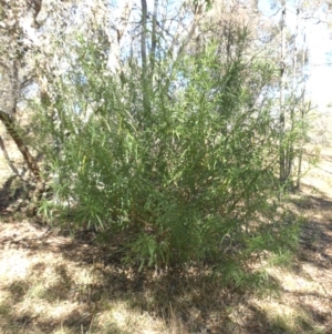 Solanum linearifolium at Ainslie, ACT - 11 Apr 2015