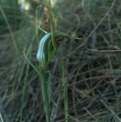 Diplodium laxum (Antelope greenhood) at P11 - 10 Apr 2015 by AaronClausen