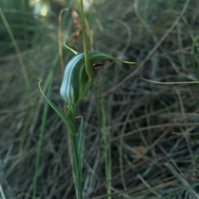 Diplodium laxum (Antelope greenhood) at P11 - 10 Apr 2015 by AaronClausen