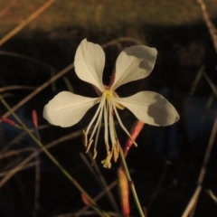 Oenothera lindheimeri (Clockweed) at Gordon, ACT - 11 Apr 2015 by MichaelBedingfield