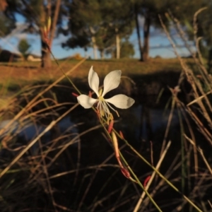 Oenothera lindheimeri at Gordon, ACT - 11 Apr 2015