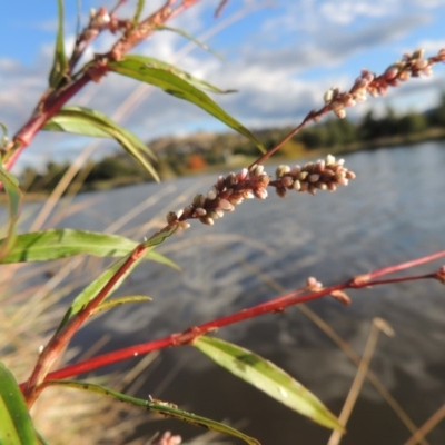 Persicaria decipiens (Slender Knotweed) at Point Hut Pond - 11 Apr 2015 by michaelb