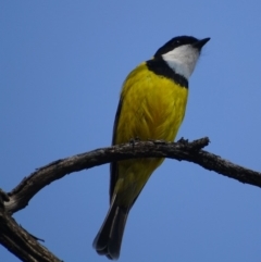 Pachycephala pectoralis at Garran, ACT - 11 Sep 2018