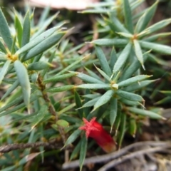 Astroloma humifusum (Cranberry Heath) at Isaacs, ACT - 12 Apr 2015 by FranM