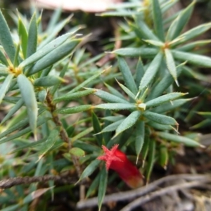 Astroloma humifusum at Isaacs, ACT - 12 Apr 2015