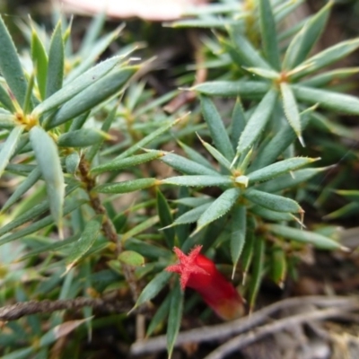 Astroloma humifusum (Cranberry Heath) at Isaacs Ridge - 12 Apr 2015 by FranM