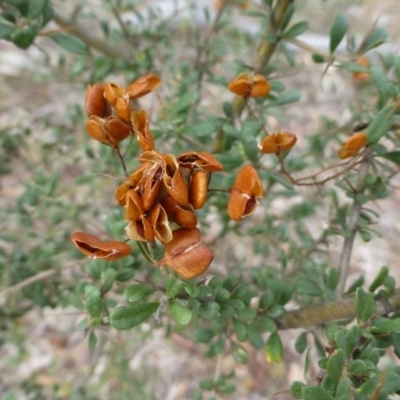 Bursaria spinosa (Native Blackthorn, Sweet Bursaria) at Isaacs, ACT - 11 Apr 2015 by FranM