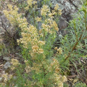 Cassinia quinquefaria at Isaacs, ACT - 12 Apr 2015 10:33 AM