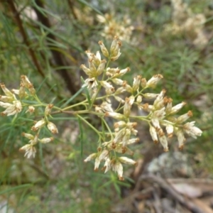 Cassinia quinquefaria at Isaacs, ACT - 12 Apr 2015 10:33 AM