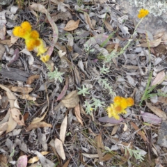 Chrysocephalum apiculatum (Common Everlasting) at Isaacs, ACT - 12 Apr 2015 by FranM