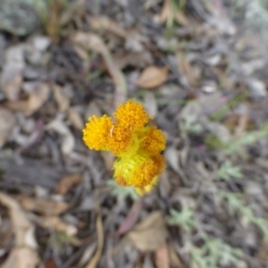 Chrysocephalum apiculatum at Isaacs, ACT - 12 Apr 2015 10:35 AM