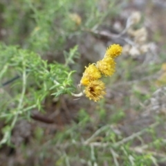 Chrysocephalum semipapposum (Clustered Everlasting) at Isaacs Ridge - 11 Apr 2015 by FranM