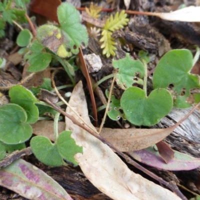 Dichondra repens (Kidney Weed) at Isaacs, ACT - 11 Apr 2015 by FranM