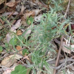 Glycine clandestina (Twining Glycine) at Isaacs, ACT - 12 Apr 2015 by FranM