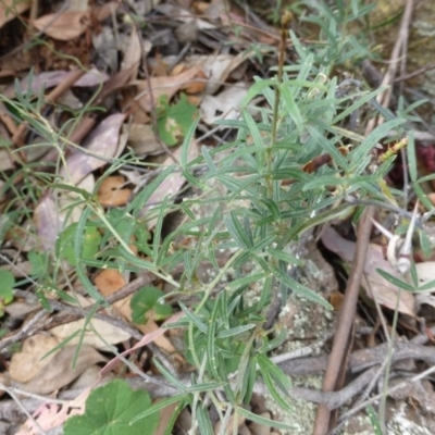 Glycine clandestina (Twining Glycine) at Isaacs Ridge - 12 Apr 2015 by FranM