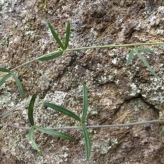 Glycine clandestina at Isaacs, ACT - 12 Apr 2015