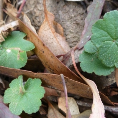 Hydrocotyle laxiflora (Stinking Pennywort) at Isaacs Ridge - 12 Apr 2015 by FranM