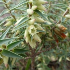 Melichrus urceolatus (Urn Heath) at Isaacs, ACT - 11 Apr 2015 by FranM