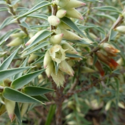 Melichrus urceolatus (Urn Heath) at Isaacs, ACT - 11 Apr 2015 by FranM