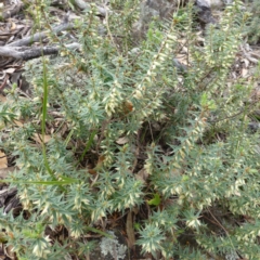 Melichrus urceolatus at Isaacs Ridge - 12 Apr 2015 09:40 AM