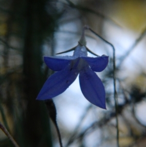 Wahlenbergia capillaris at Fadden, ACT - 22 Feb 2015 07:54 AM