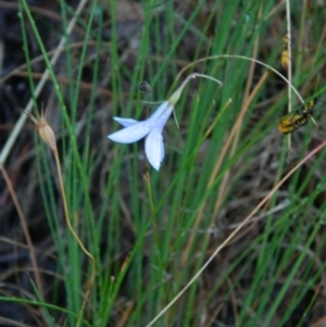 Wahlenbergia capillaris at Fadden, ACT - 22 Feb 2015 07:54 AM