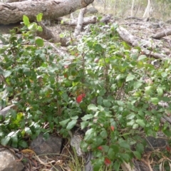 Berberis aquifolium (Oregon Grape) at Isaacs, ACT - 12 Apr 2015 by Mike