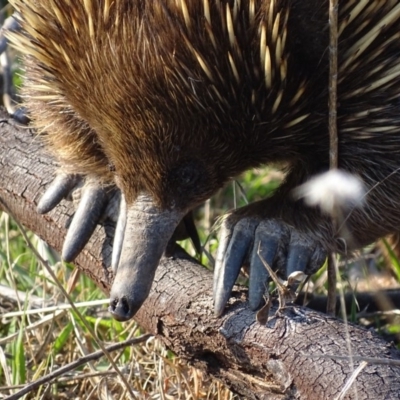 Tachyglossus aculeatus (Short-beaked Echidna) at Red Hill Nature Reserve - 11 Sep 2018 by roymcd