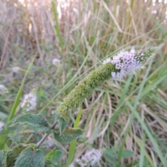 Mentha spicata (Garden Mint) at Point Hut Pond - 11 Apr 2015 by michaelb