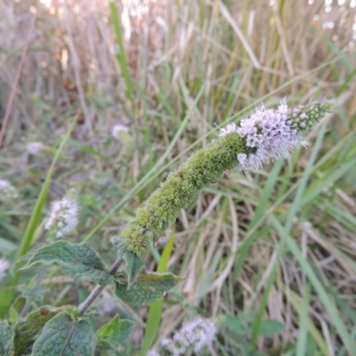 Mentha spicata (Garden Mint) at Gordon, ACT - 11 Apr 2015 by michaelb