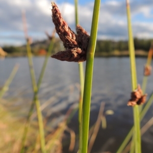 Schoenoplectus pungens at Gordon, ACT - 11 Apr 2015