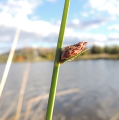 Schoenoplectus pungens at Gordon, ACT - 11 Apr 2015