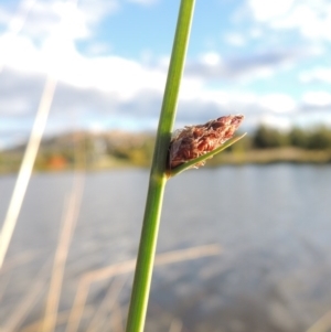 Schoenoplectus pungens at Gordon, ACT - 11 Apr 2015 06:03 PM