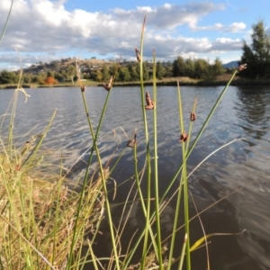 Schoenoplectus pungens at Gordon, ACT - 11 Apr 2015