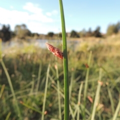 Schoenoplectus pungens (Common Three-Square) at Gordon, ACT - 11 Apr 2015 by michaelb