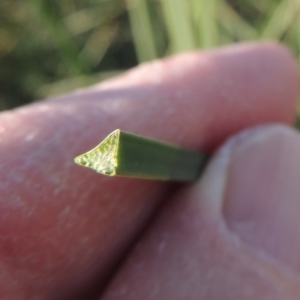 Schoenoplectus pungens at Gordon, ACT - 11 Apr 2015