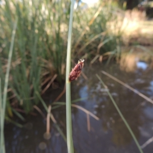 Schoenoplectus pungens at Gordon, ACT - 11 Apr 2015 06:24 PM