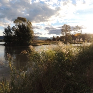 Phragmites australis at Gordon, ACT - 11 Apr 2015