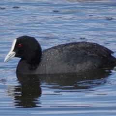 Fulica atra (Eurasian Coot) at Fyshwick, ACT - 12 Sep 2018 by roymcd