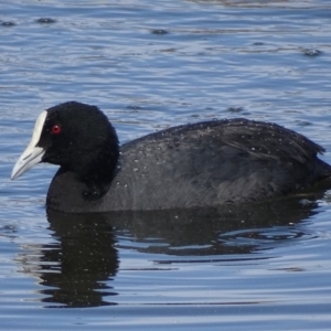 Fulica atra at Fyshwick, ACT - 12 Sep 2018 11:03 AM