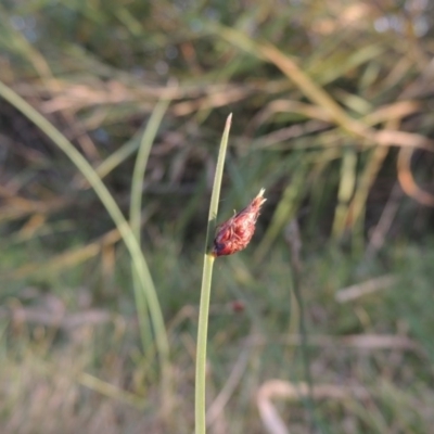 Schoenoplectus pungens (Common Three-Square) at Gordon, ACT - 11 Apr 2015 by michaelb