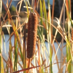 Typha orientalis (Broad-leaved Cumbumgi) at Gordon, ACT - 11 Apr 2015 by MichaelBedingfield
