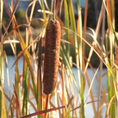 Typha orientalis (Broad-leaved Cumbumgi) at Point Hut Pond - 11 Apr 2015 by michaelb