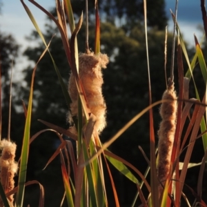 Typha orientalis at Gordon, ACT - 11 Apr 2015