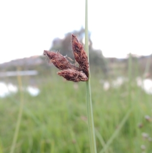 Schoenoplectus pungens at Gordon, ACT - 11 Apr 2015