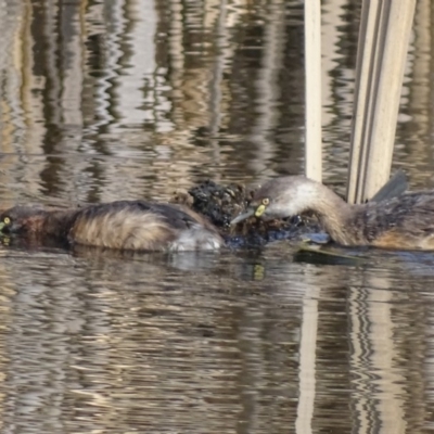 Tachybaptus novaehollandiae (Australasian Grebe) at Fyshwick, ACT - 12 Sep 2018 by roymcd