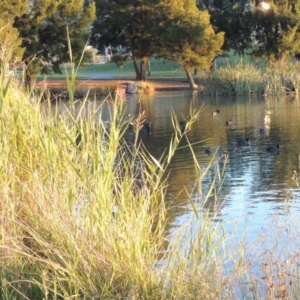 Phragmites australis at Gordon, ACT - 9 Apr 2015 06:51 PM