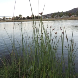 Schoenoplectus pungens at Gordon, ACT - 9 Apr 2015 07:01 PM