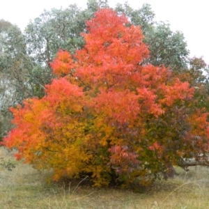 Pistacia chinensis at Wanniassa Hill - 13 Apr 2015